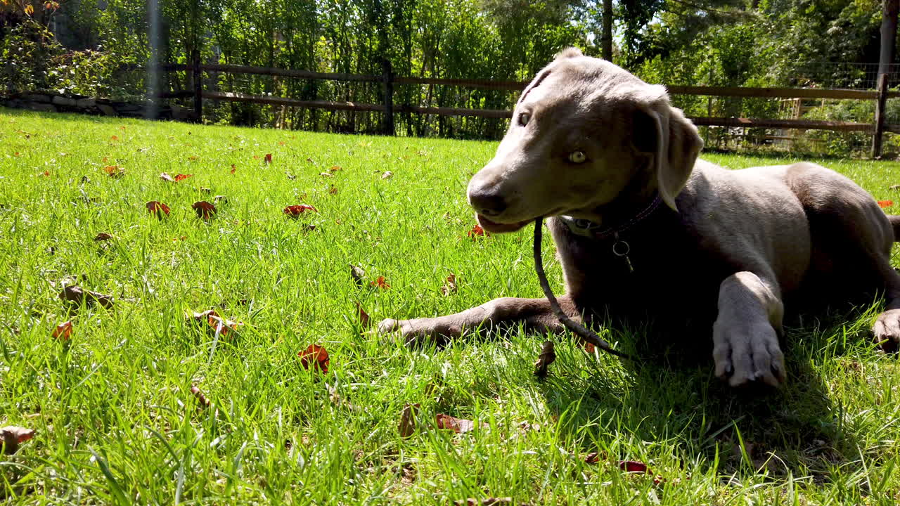 lindo perro labrador plateado jugando mordiendo un palo de madera en la hierba