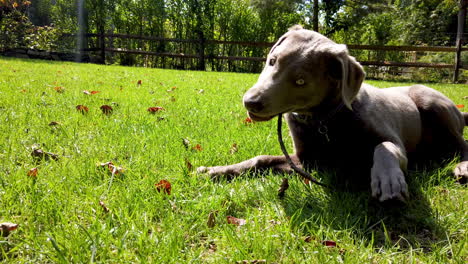 cute silver labrador retriever dog playing biting a wooden stick on the grass