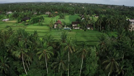 aerial birds eye shot of villa with pool with tropical palm trees and plantaiton fields in summer - bali, indonesia