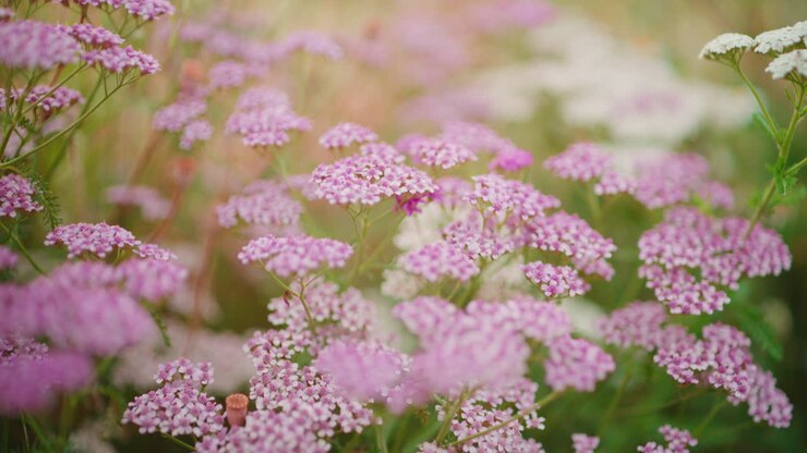 Ryllikblomster i blomst