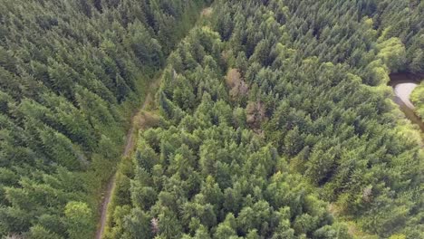 Vista-Aérea-De-La-Carretera-4wd-A-Través-Del-Denso-Bosque