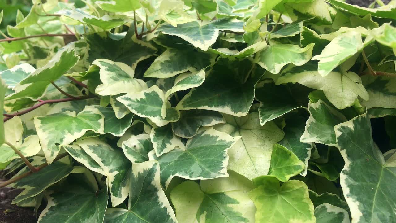 Vibrant Green and Yellow Ivy Leaves