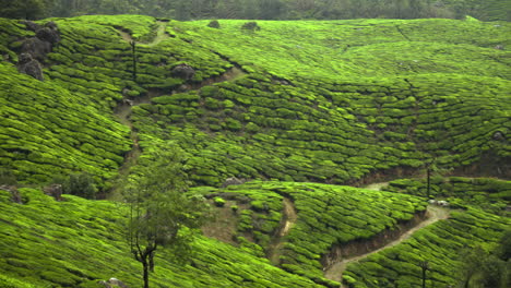 beautiful-tea-plants