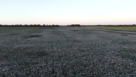 A-panoramic-aerial-view-of-a-cotton-farm-bathed-in-the-golden-hues-of-a-beautiful-sunset-in-South-America