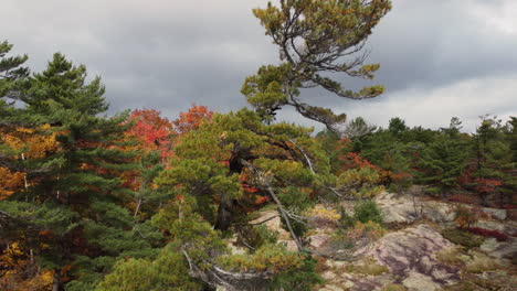 Nahaufnahme-Von-White-Pine-Mit-Bunten-Wald-Im-Hintergrund