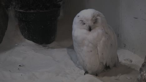 Un-Búho-Nevado-Completamente-Blanco-Se-Sienta-En-El-Suelo-Frente-A-Una-Olla-Con-Los-Ojos-Cerrados