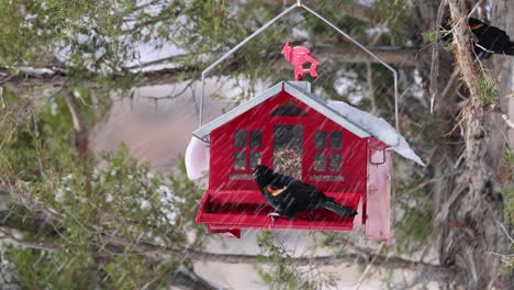 birds eating out of a bird feeder in the spring.