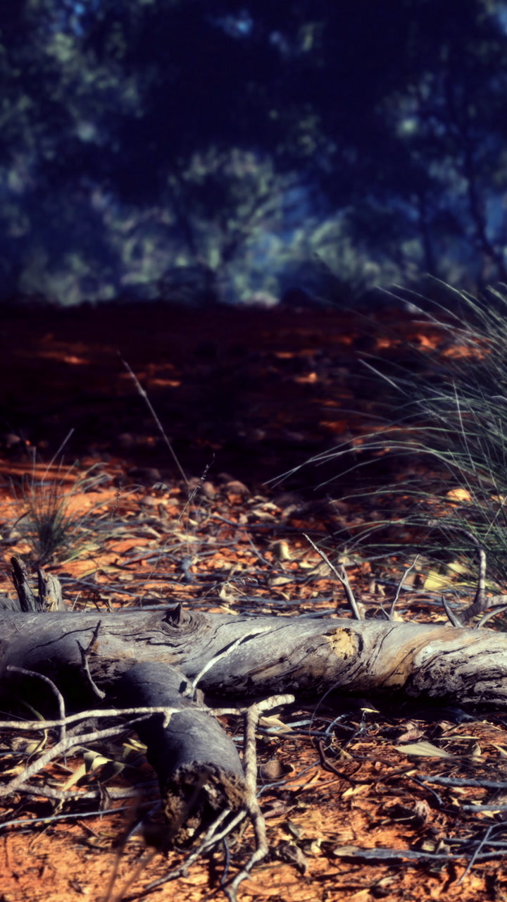 Wooden log on ground in natural setting near shrubs and soil