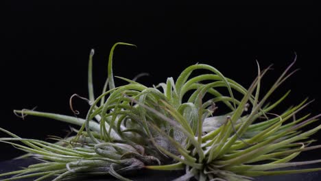 close up view of a rotating bush piled to center, still shot