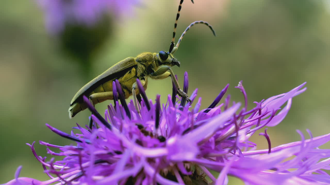 escarabajo de cuernos largos en la flor púrpura