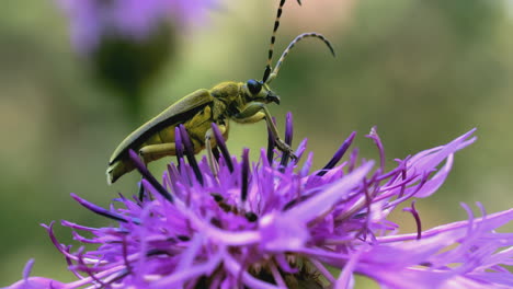 escarabajo de cuernos largos en la flor púrpura