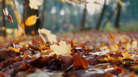 falling yellow and orange leaves from trees on a sunny autumn day