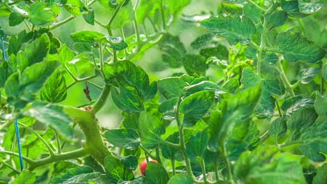 las plantas de tomate se riegan al sol