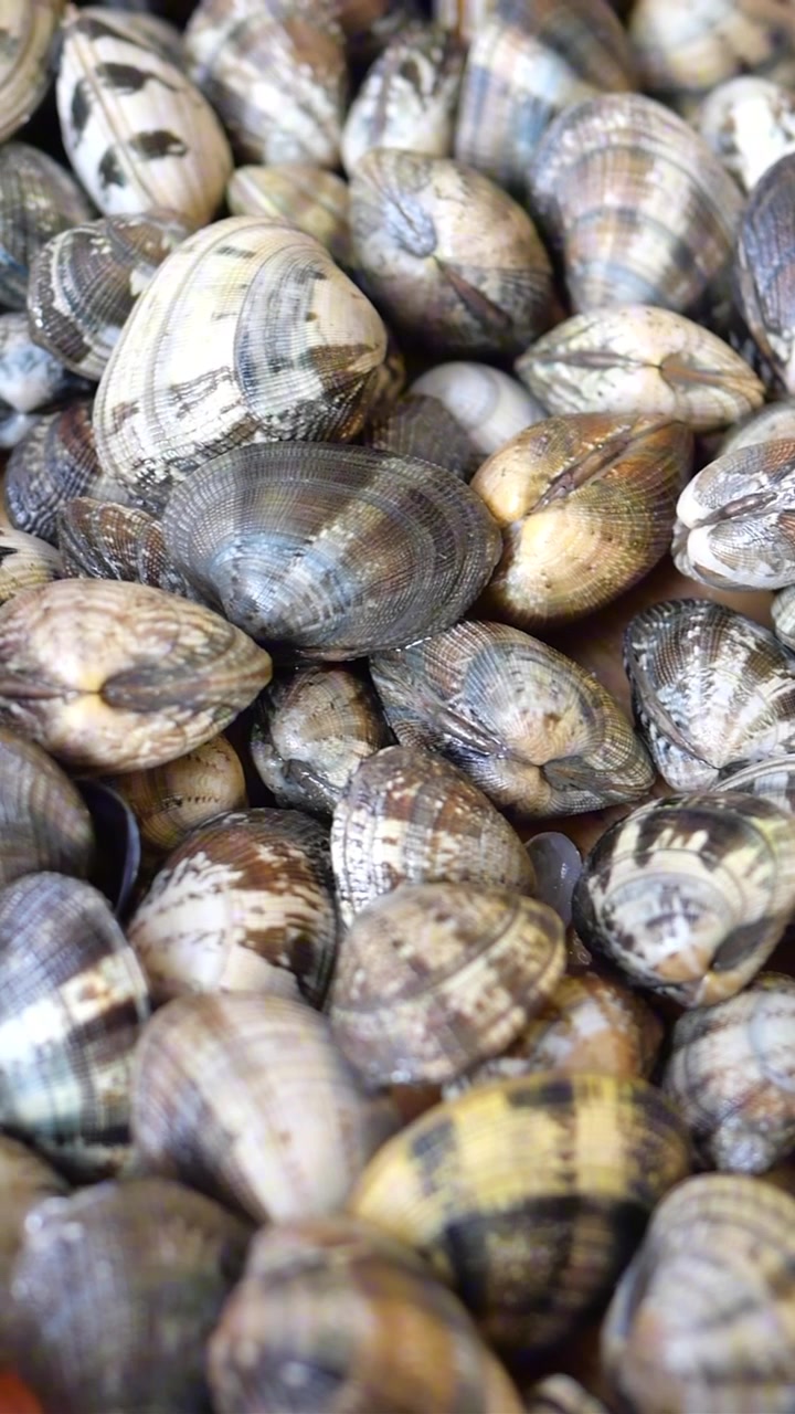 Close-up of Fresh Raw Clams with Textured Shells