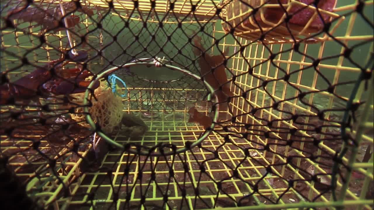 ollas de langosta nuevas y abandonadas y una langosta corriendo en el fondo del océano