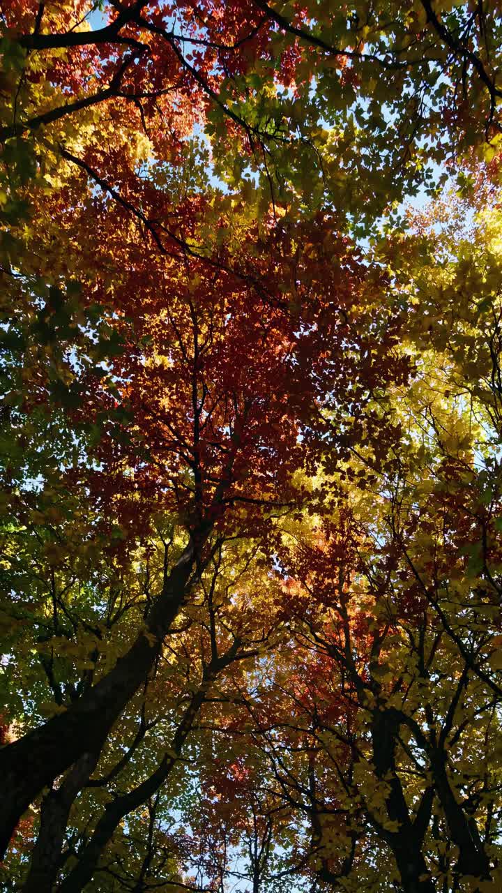 Upward angle video capturing vibrant autumn leaves on tall trees, showcasing a colorful canopy