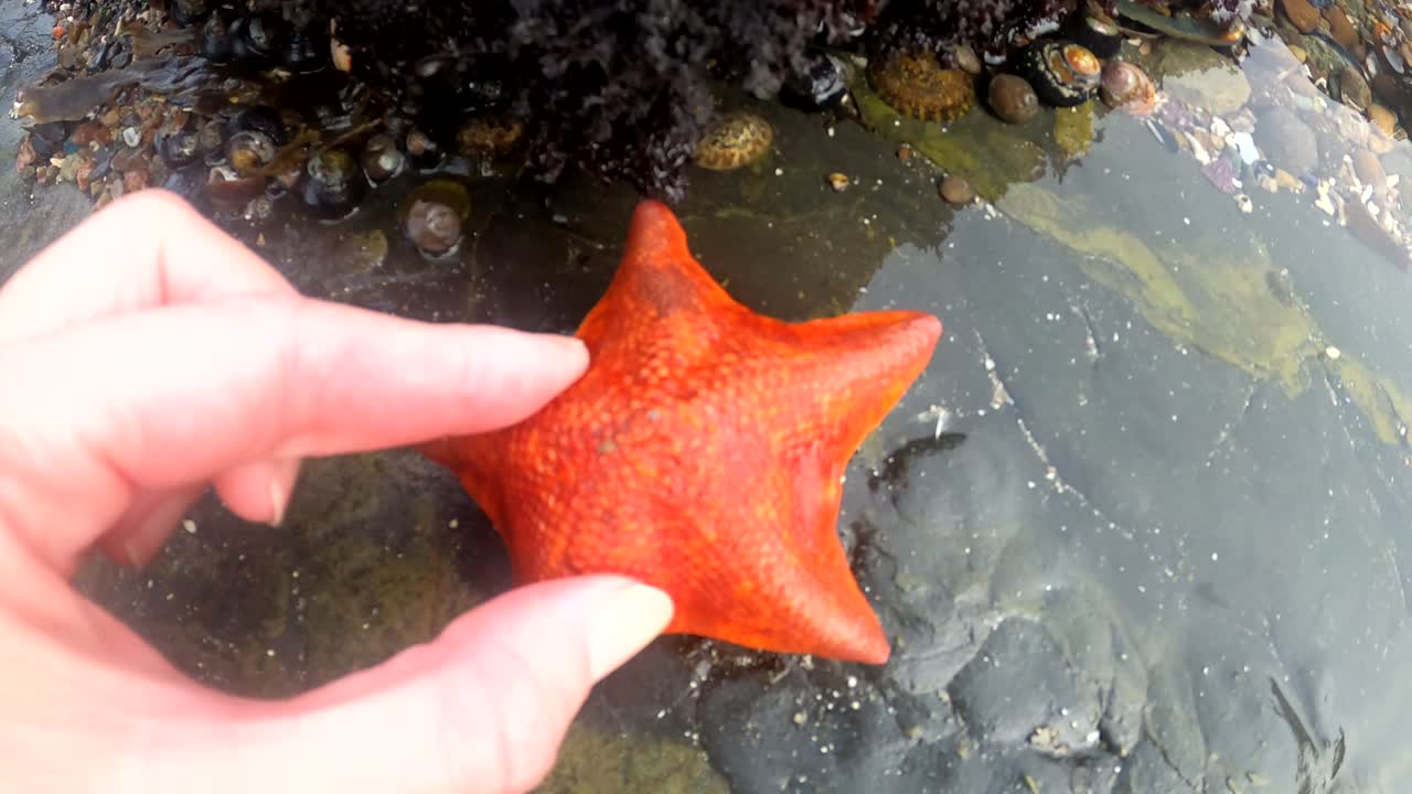 exploración manual y observación de una pequeña estrella de mar sobre una piscina de marea rocosa del océano