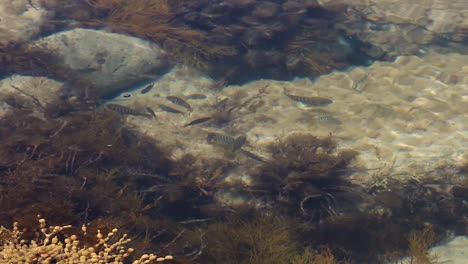 school of fish swimming in shallow rock pool