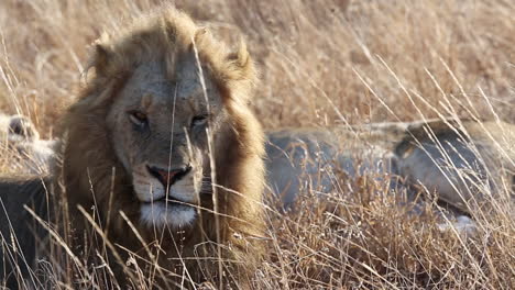 close-up of a male lion as he lays down in the grass and falls asleep in the wild