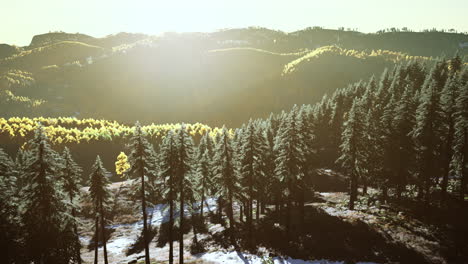 Mountain-valley-with-pine-forest-against-the-distant-ridges