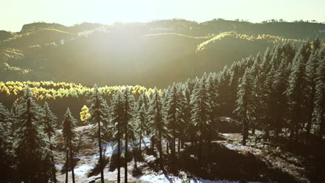 mountain valley with pine forest against the distant ridges