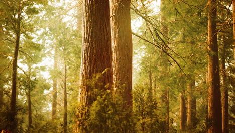 giant sequoias in redwood forest