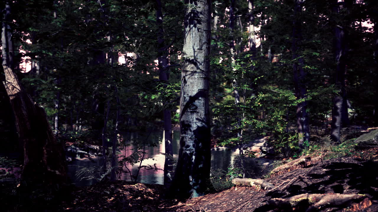 신비한 숲의 장면