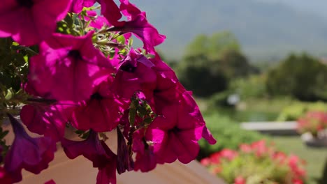 vibrant flowers with a mountainous backdrop