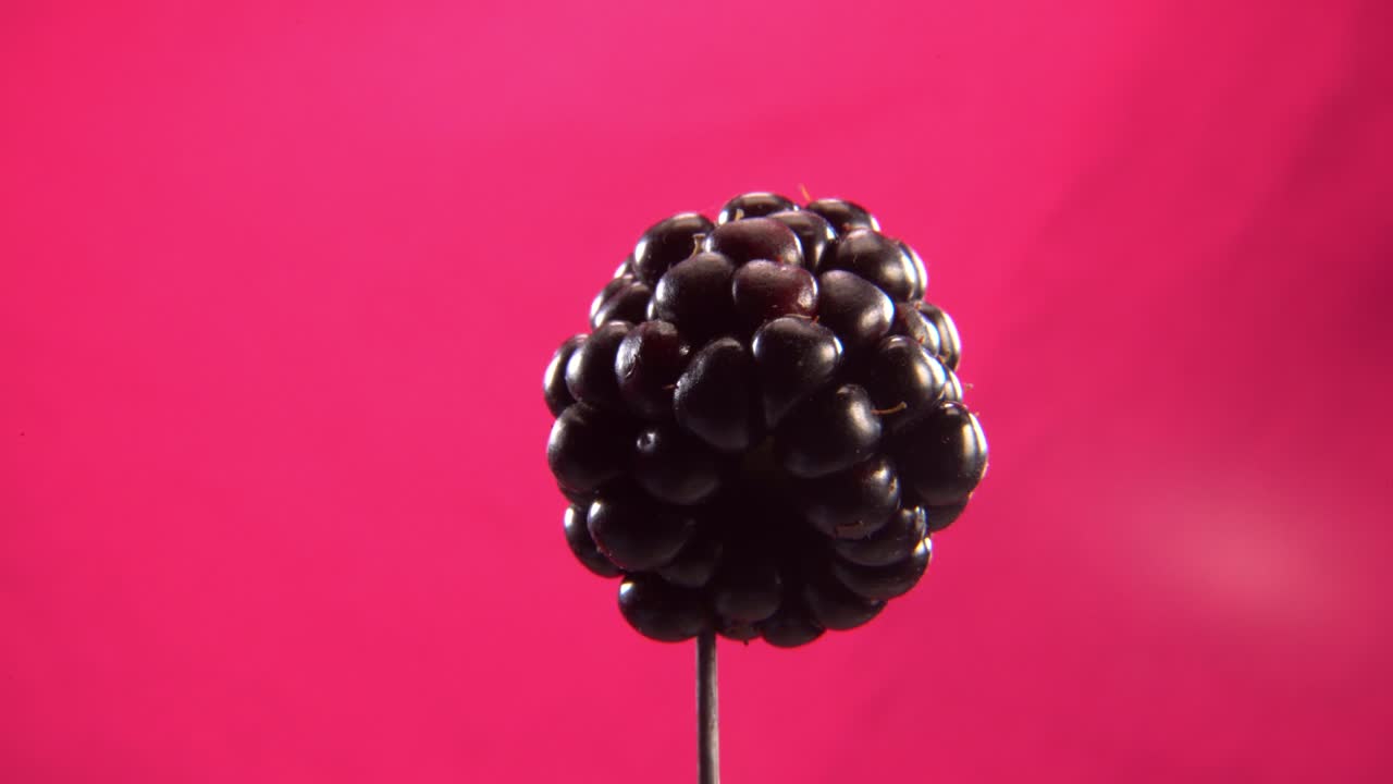 blackberry girando con bucle en la pantalla fuchsia para la llave de croma