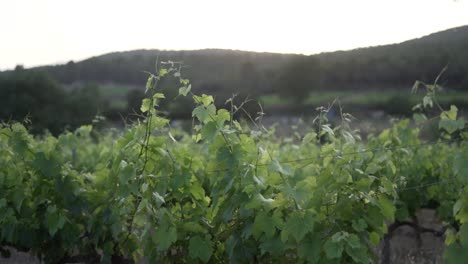 a stunning winery at sunset, with golden light casting a warm glow over the vineyards, creating a peaceful and scenic atmosphere.