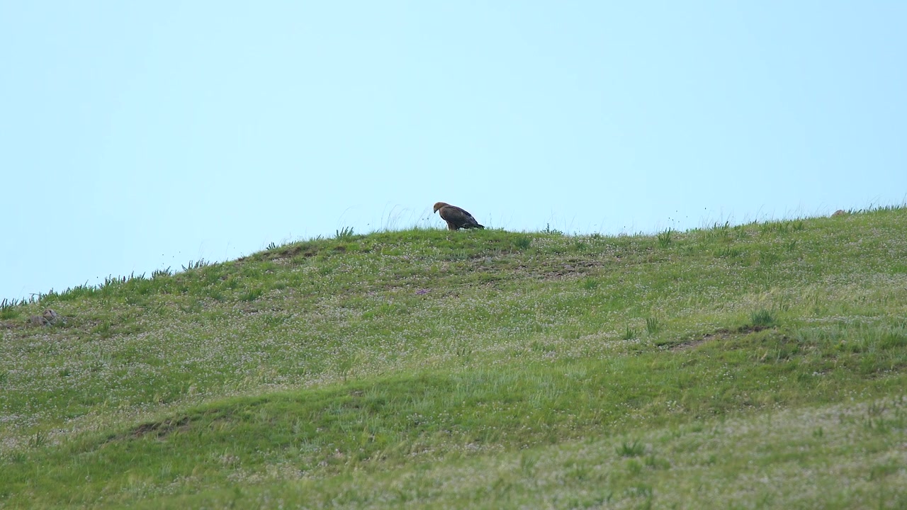 Aquila reale appollaiata su un pendio erboso