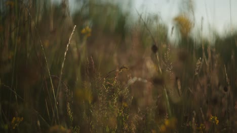 golden hour meadow