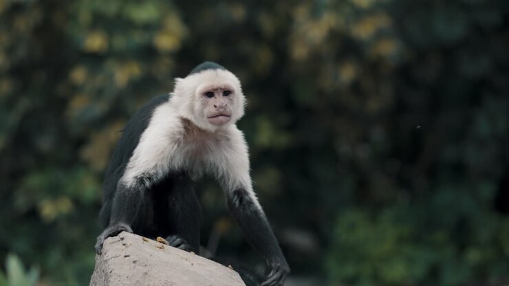 Capuchin Monkey In The Jungle Sitting On Rock And Scratching Its Foot