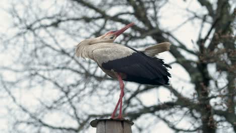 white stork clattering bill standing on top of the electric pole