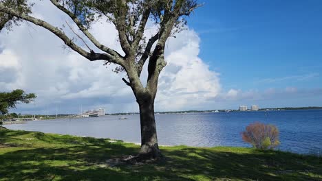 Tree in park with Hathaway bridge over bay in background on beautiful summer day in gorgeous Panama City
