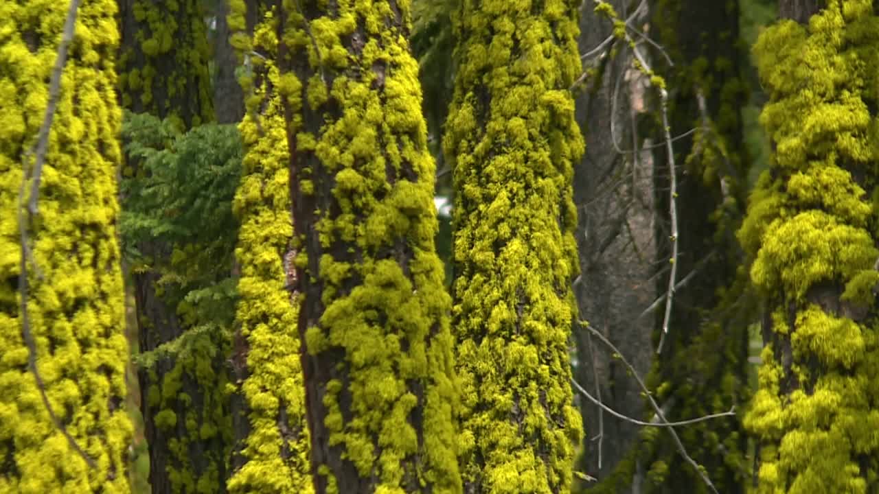 Abeti Magnifici (Abies magnifica) ricoperti di muschio nella Foresta Nazionale di Eldorado, California, USA. Carrellata in primo piano