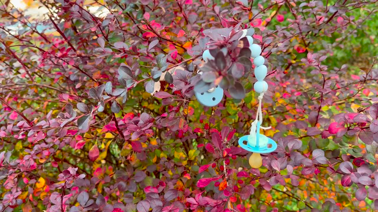 A light blue pacifier hangs from a red bush and sways in the wind, Zoom out