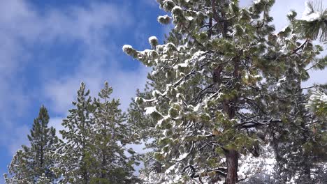 ice and snow hang on pine trees in a forest glade in winter 3