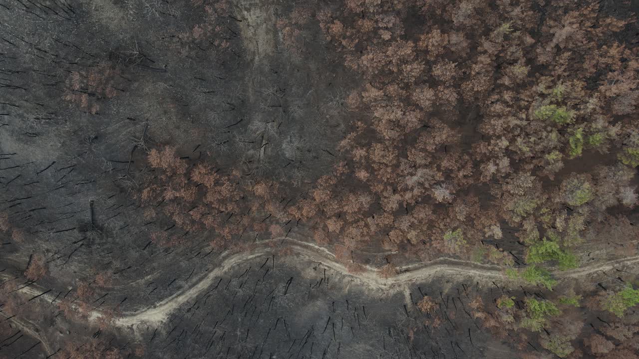 bosque de ceniza aérea
