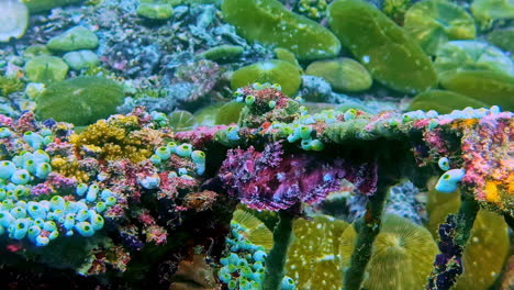 corals establishing themselves on underwater wreckage