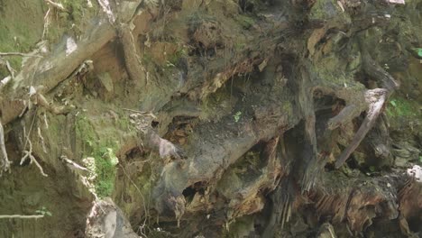 raíces del árbol volcado. arroyo wissahickon
