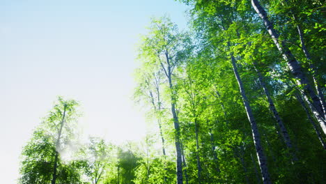 Birken-Im-Strahlenden-Sonnenschein-Im-Spätsommer