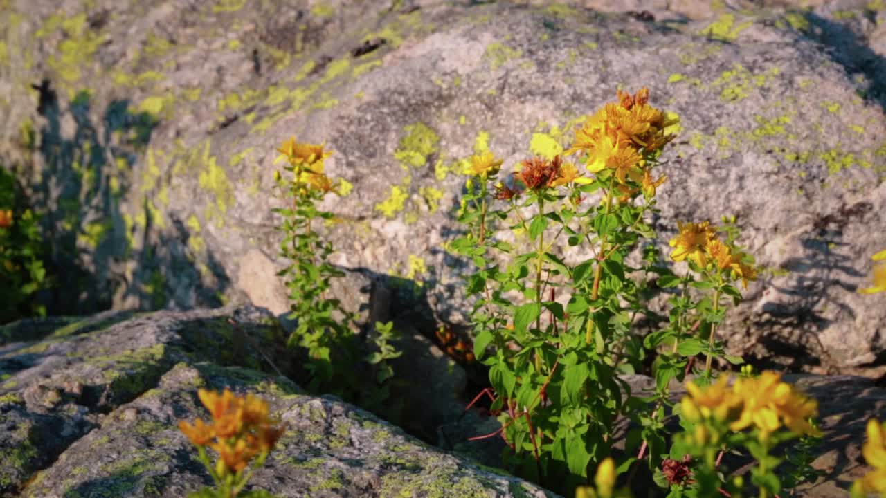 Yellow wildflowers between rocks out in nature