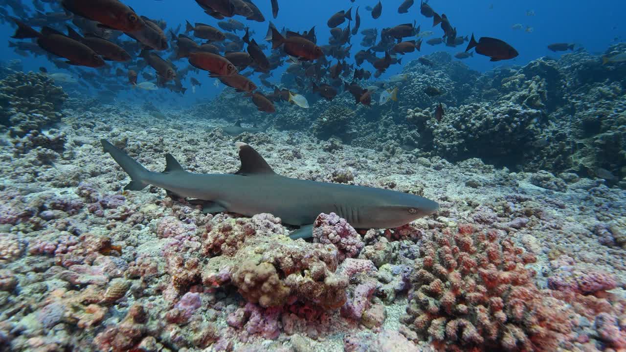 Whitetip reef shark in clear water resting on a tropical coral reef in an atoll of the south pacific ocean with colorful reeffish around