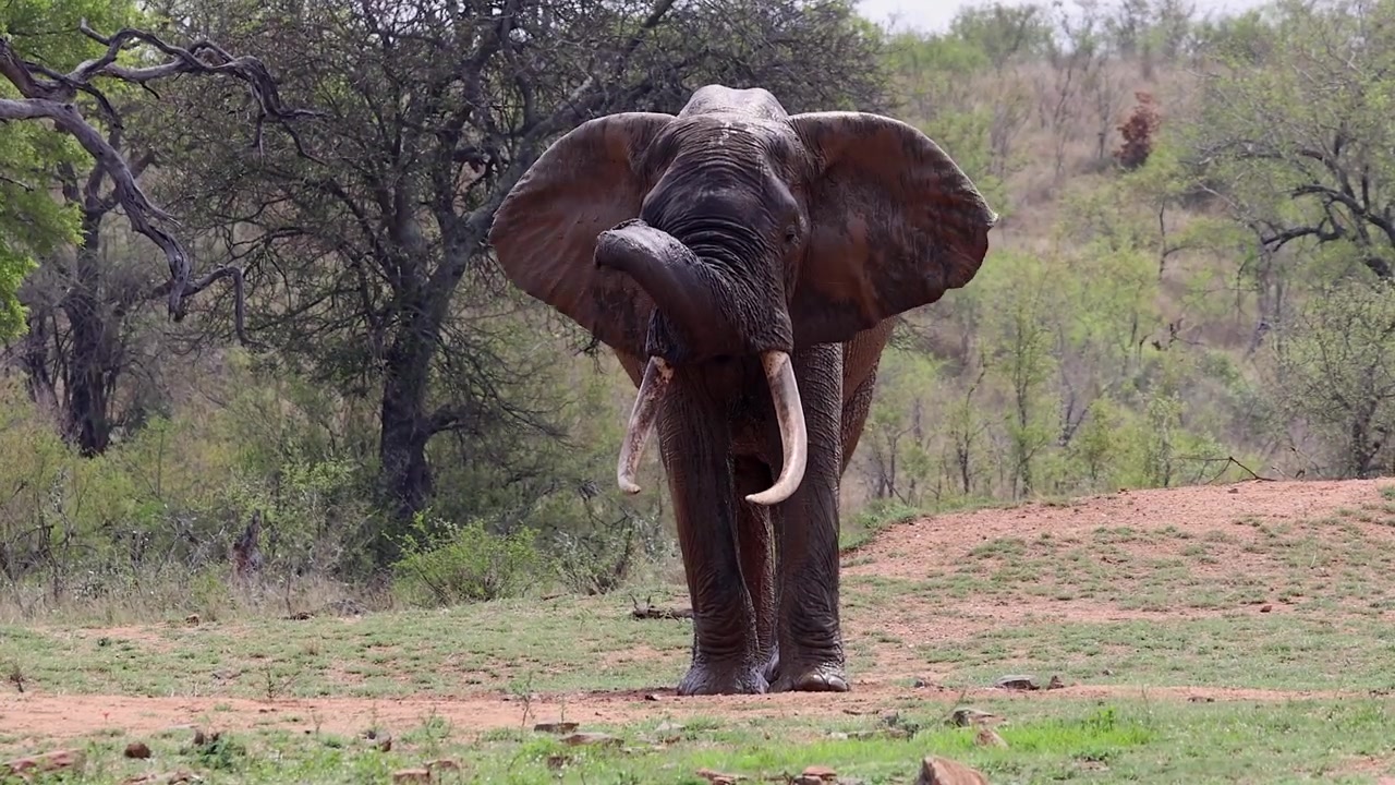Grande elefante con zanne si pulisce il fango rosso dagli occhi con la proboscide.