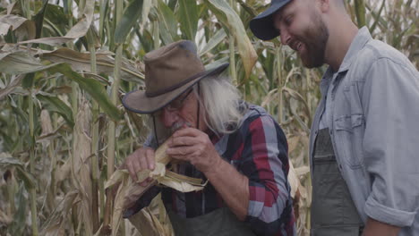 farmers inspecting corn harvest