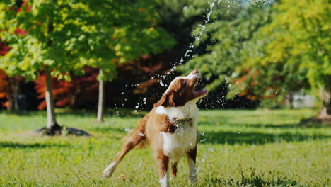 funny dog playing with a garden hose play with the owner and have fun together