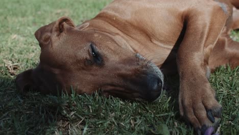 Schläfriger-Rhodesian-Ridgeback-Hund,-Der-Im-Gras-Liegt-Und-Seine-Pfote-Leckt