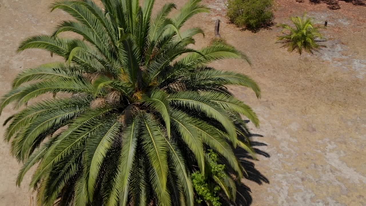 Panoramica cinematografica di un albero in Australia