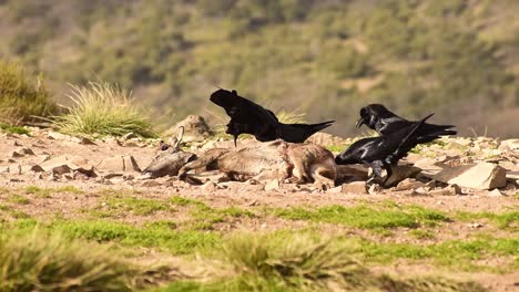 black crow eating prey on grassy meadow